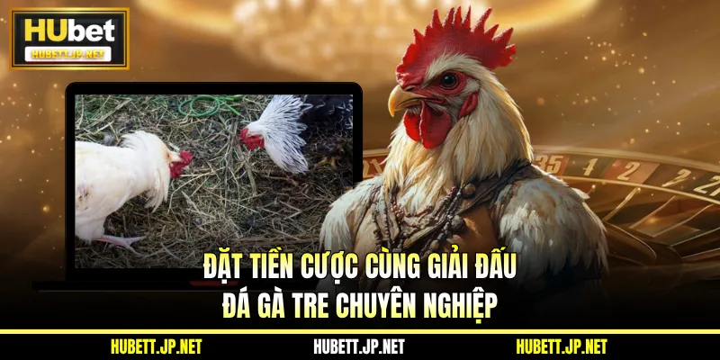 Đặt tiền cược cùng giải đấu đá gà tre chuyên nghiệp