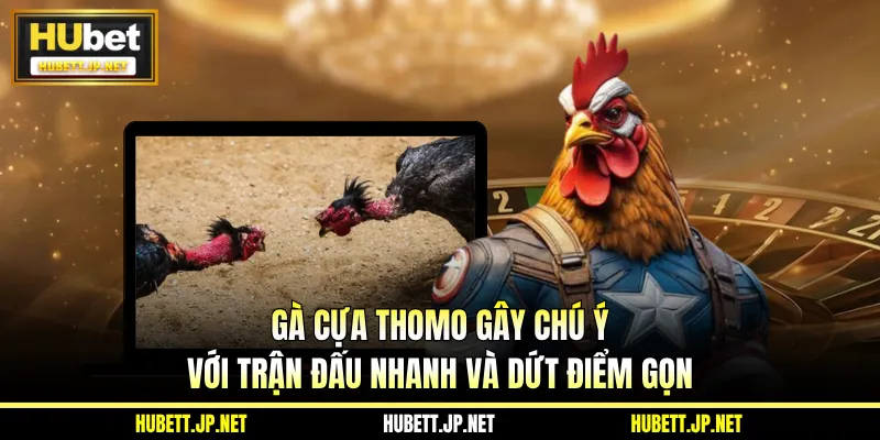 Gà cựa Thomo thể hiện rõ lợi thế theo từng giai đoạn