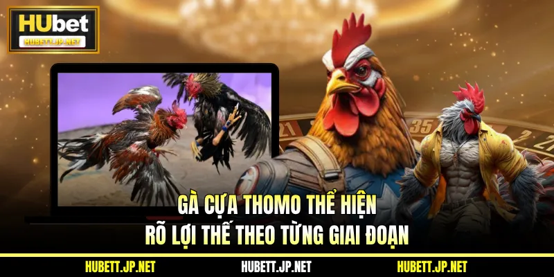 Gà Cựa Thomo Gây Chú Ý Với Trận Đấu Nhanh Và Dứt Điểm Gọn