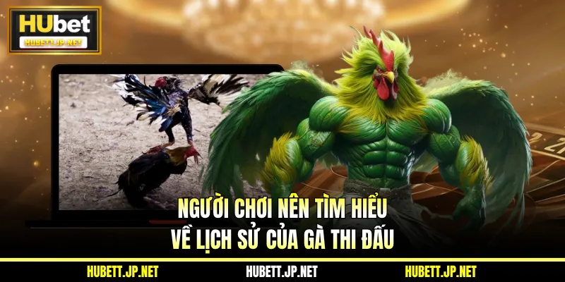 Người chơi nên tìm hiểu về lịch sử của gà thi đấu