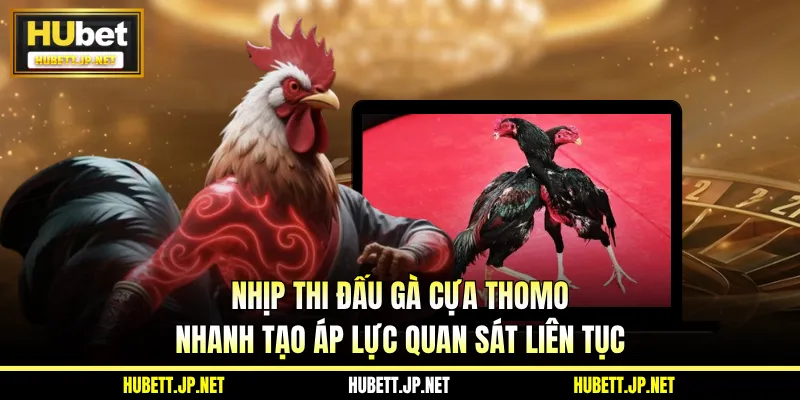 Nhịp thi đấu gà cựa Thomo nhanh tạo áp lực quan sát liên tục