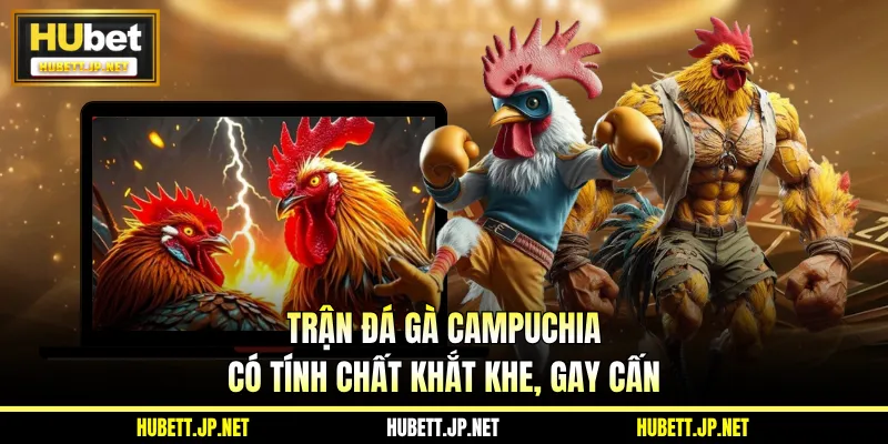 Trận đá gà Campuchia có tính chất khắt khe, gay cấn